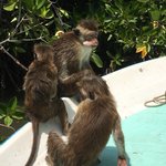 Monkeys living in the mangroves. | Photo taken by Sylvanna C