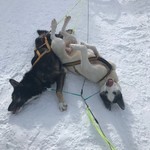 break time mid dog sledding  | Photo taken by Cyndi P