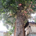 Cannon-ball tree flowering in a Kandy street | Photo taken by Barbara A