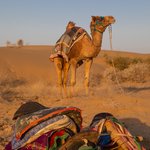 Thar Desert; Camel (Named Johnny) and Tack in the early morning light. Night time temperatures below freezing; Outdoor cooking on open fire. It was really something! | Photo taken by Jean M