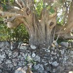 Tree and rocks | Photo taken by Clare F