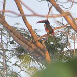 Toucan | Photo taken by Marilyn L