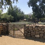 Organic Garden at Emiliana | Photo taken by Melody B