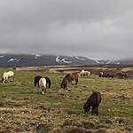 Island Horses | Photo taken by Kim C