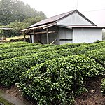 Tea | Photo taken by Joost S