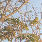 Orange Ching Parakeet  | Photo taken by Marilyn L