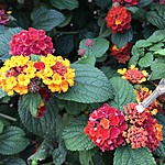 Colours of Lantana on the Promenade | Photo taken by Maria d