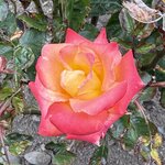 Photo taken by Lorraine N
