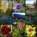 Enjoying the peaceful botanical garden in Akureyri. The birds were singing joyfully enjoying the bountiful berries | Photo taken by Judith M