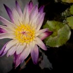 Photo taken by Steve B