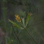 Photo taken by Linnaea M