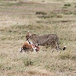 A cheetah feasting on a gazelle | Photo taken by Jonathan G