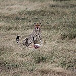 The cheetah keeps an eye out for visitors. | Photo taken by Jonathan G