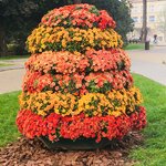 Fall Mums in all their glory | Photo taken by Barbara D