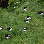 Puffins on Island | Photo taken by William R