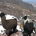 Alpaca joined us for our hike | Photo taken by Kristin M