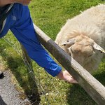 Dingle peninsula sheep farm | Photo taken by Lori R