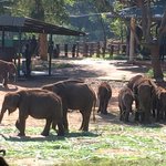 Orphaned baby elephants being looked after until 5 years of age before release. | Photo taken by Sylvanna C