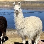 Alpaca | Photo taken by Flaminia R