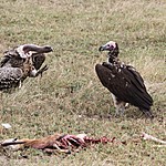 Vultures  | Photo taken by Jonathan G