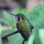 Specked hummingbird | Photo taken by Wendy D
