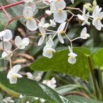 Photo taken by Morton A