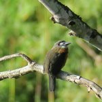 White-faced nunbird | Photo taken by Wendy D