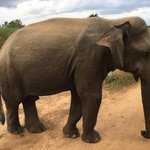 Sri Lakan elephant - Udawalawe National Park | Photo taken by Sylvanna C