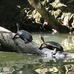 fresh water turtles | Photo taken by Uli D
