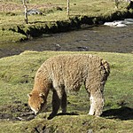 Local alpaca | Photo taken by Kristin M