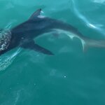 Photo taken by Kolla S