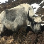 Yakkety Yak | Photo taken by Tony L