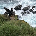 Puffin! | Photo taken by Matt M