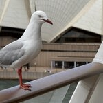 Photo taken by Linnaea M