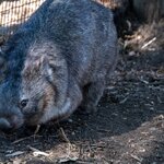 Photo taken by Linnaea M