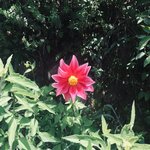 Don’t ask me the name of this flower... | Photo taken by Matt M