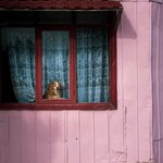 A Puerto Natales pup | Photo taken by timothy m