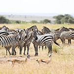 Zebras actually have very good memory | Photo taken by Jonathan G