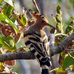 Bharatpur | Photo taken by Ronnie B