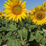 Photo taken by Lyon K