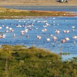 Pink Flamingos on the way... | Photo taken by WENDY G