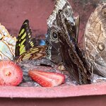 Photo taken by Morton A