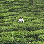 Tamil lady picking tea leaves. | Photo taken by Sylvanna C