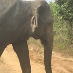 Wild Elephants at Udawalawa | Photo taken by Karyn R