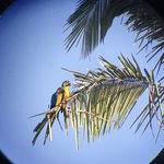 Yellow macaws | Photo taken by Elisa M