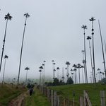 Valle de Cocora | Photo taken by Rebecca H