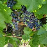 Photo taken by LYNNETTE Y