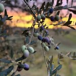 Photo taken by Amy L