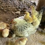 Photo taken by Roveen B