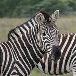 Zebra at Amakhala | Photo taken by Nick F